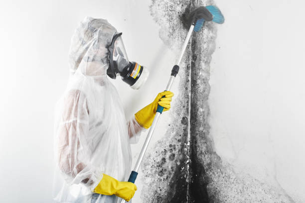 Best Industrial Mold Remediation  in Haliimaile, HI