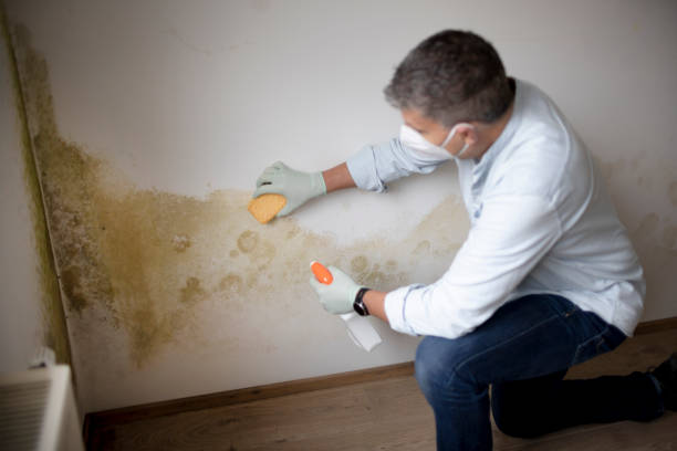 Best Commercial Mold Inspection  in Haliimaile, HI